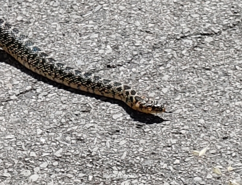 Horseshoe Whip Snake