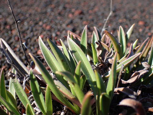 Cynoglossum image