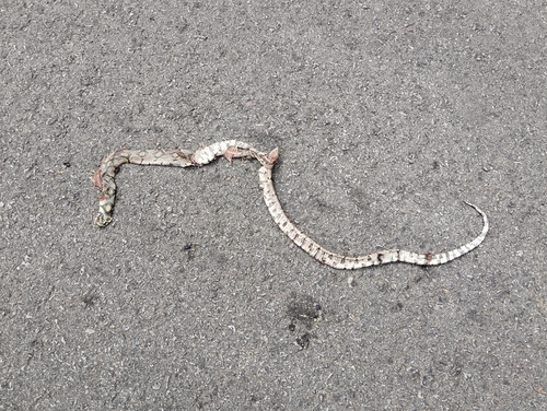 Mandarin Ratsnake