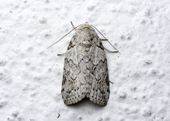 Characoma fortiscripta
