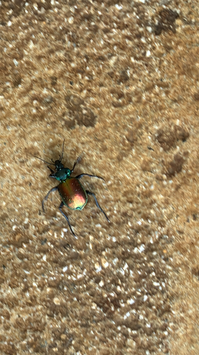 Agreeable Caterpillar Hunter