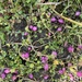 Lobelia angulata 3