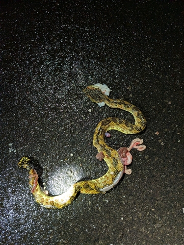 Anamala Pit Viper