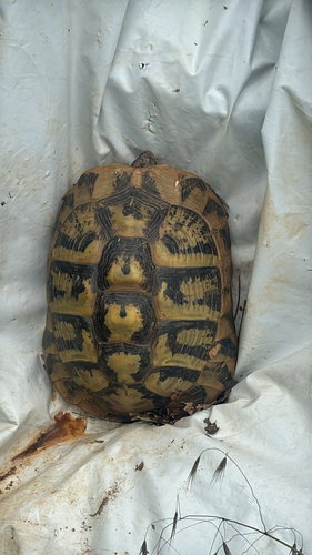 Hermann's Tortoise