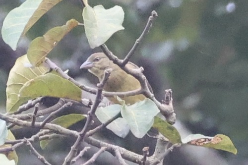 iNaturalist image