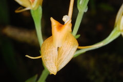 Liparis sambiranoensis image