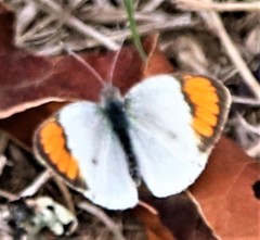 Colotis euippe