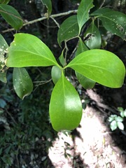 Siphonodon australis