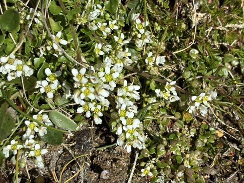 Cochlearia pyrenaica