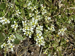 Cochlearia pyrenaica