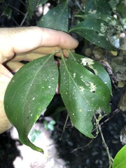 Siphonodon australis