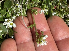 Cochlearia pyrenaica, photograph (c) Dave, some rights reserved (CC BY)