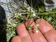 Cochlearia pyrenaica, photograph (c) Dave, some rights reserved (CC BY)