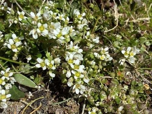 Cochlearia pyrenaica, photograph 3