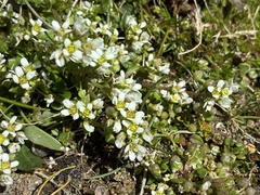 Cochlearia pyrenaica, photograph (c) Dave, some rights reserved (CC BY)