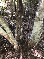 Siphonodon australis