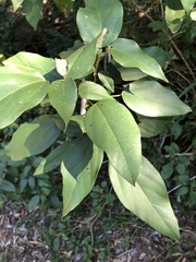 Mallotus philippensis