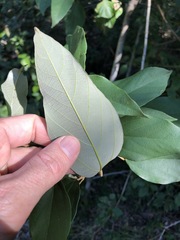 Mallotus philippensis