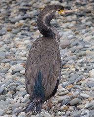Phalacrocorax punctatus oliveri
