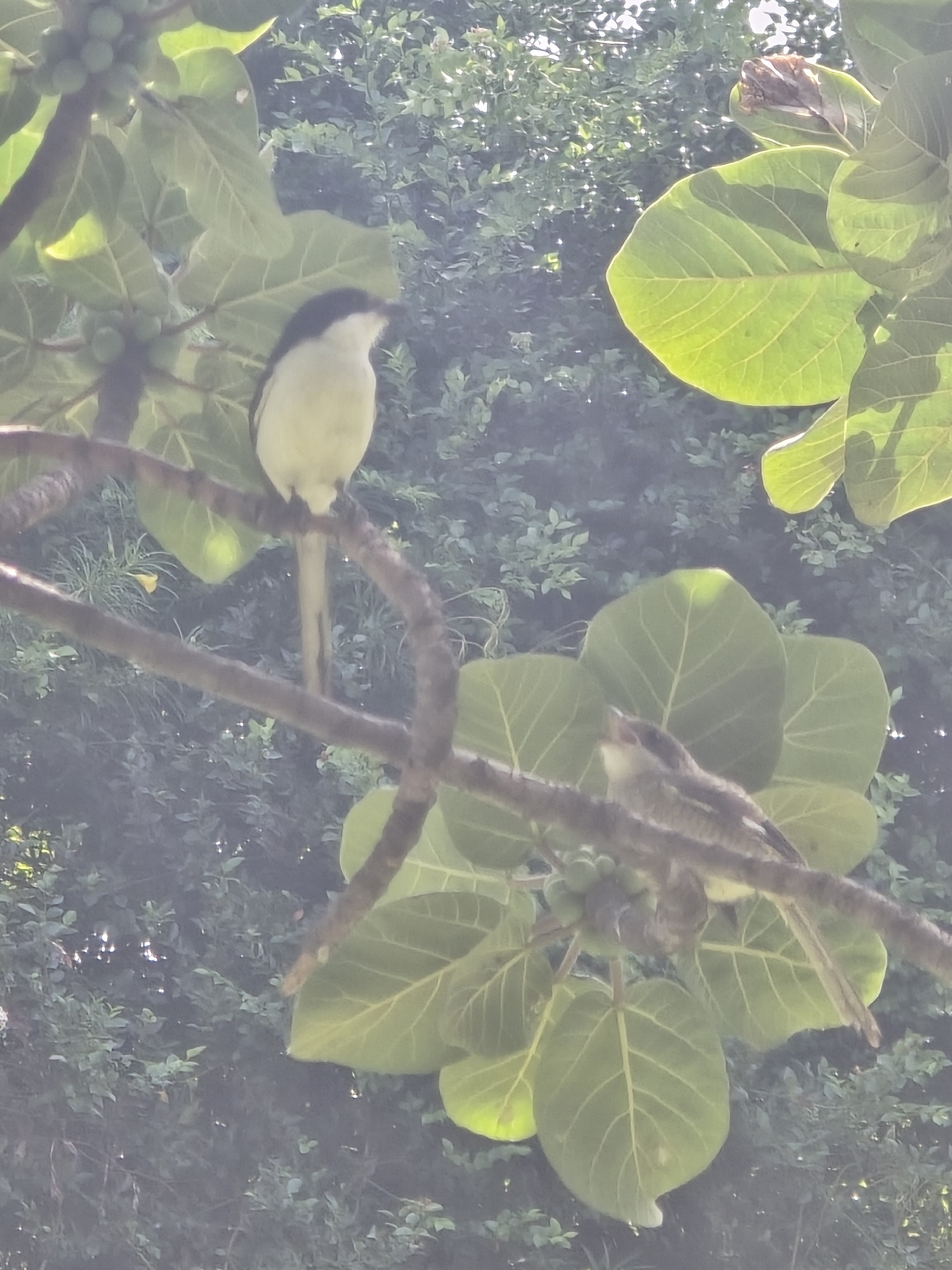 Northern Fiscal (Lanius humeralis), photo 5