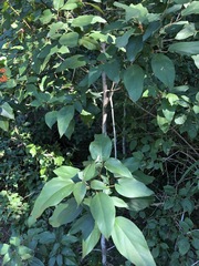 Mallotus philippensis