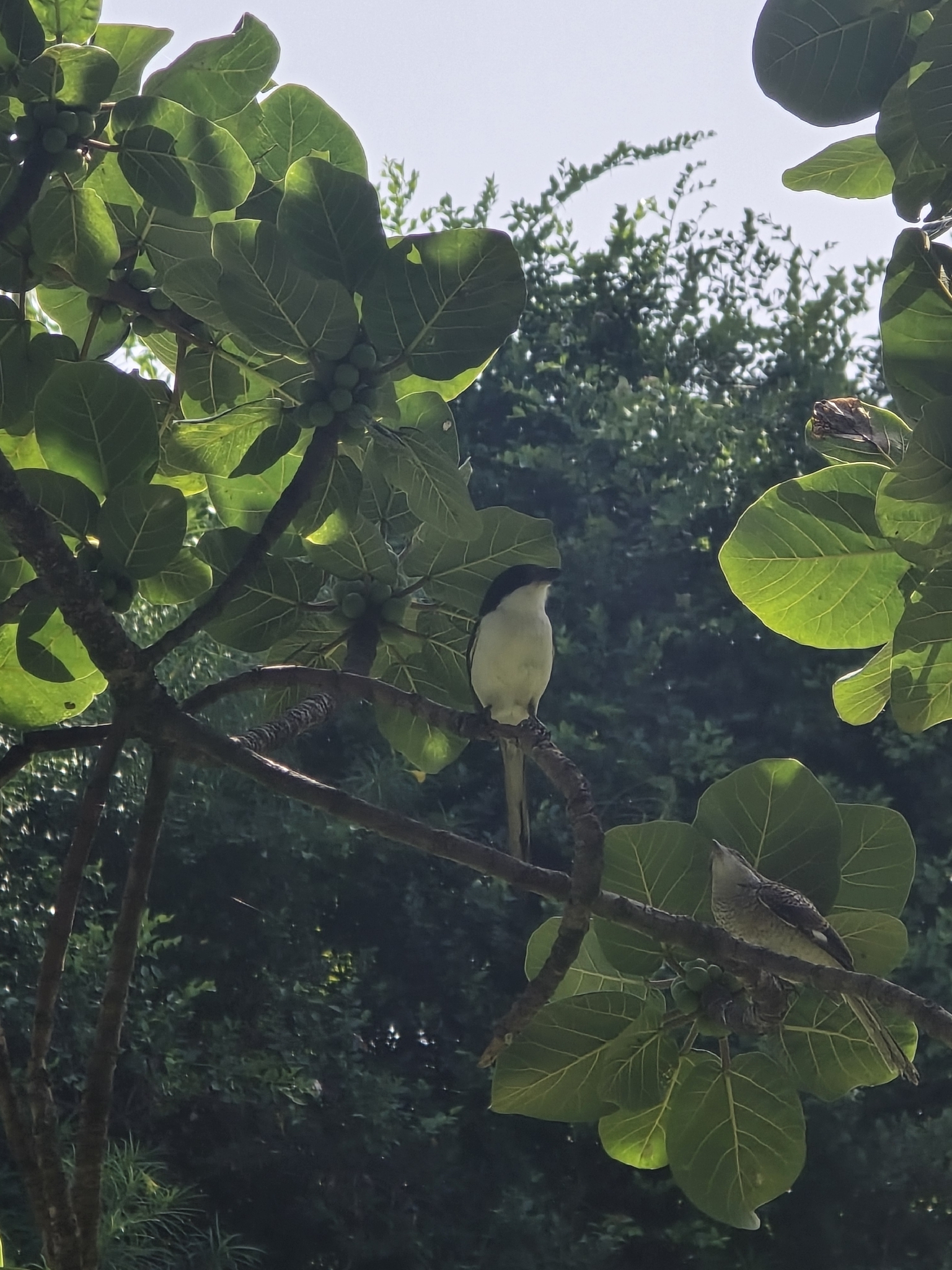 Northern Fiscal (Lanius humeralis), photo 7