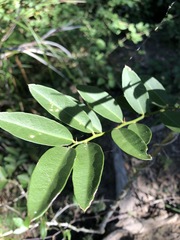 Capparis arborea