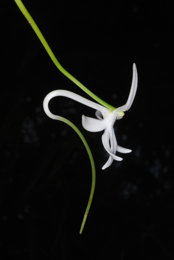 Jumellea pailleri