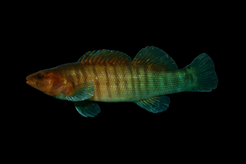 Sharphead darter