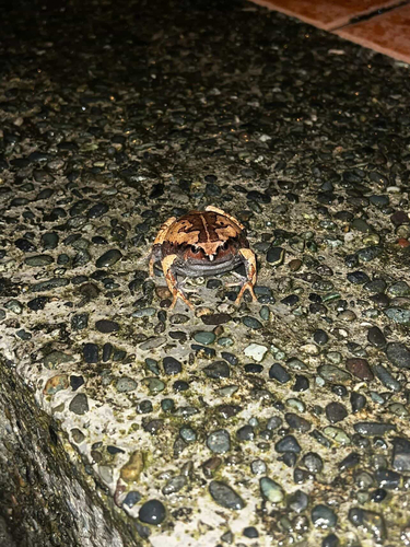 Kaloula conjuncta observed 2026-04-26
