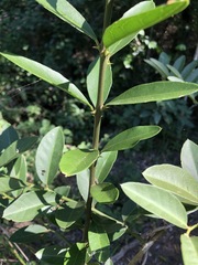 Capparis arborea