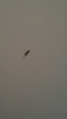 Tarentola mauritanica