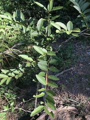 Capparis arborea