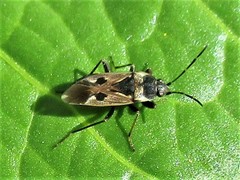 Rhyparochromus vulgaris