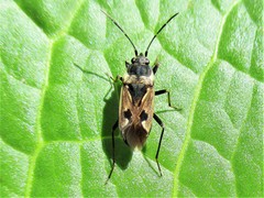 Rhyparochromus vulgaris