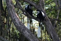 Colobus guereza matschiei