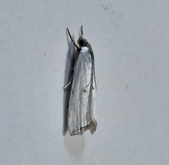 Argyria gonogramma