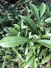 Tabernaemontana pandacaqui