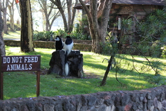 Colobus guereza matschiei