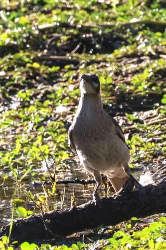 Little Friarbird