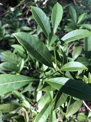 Tabernaemontana pandacaqui
