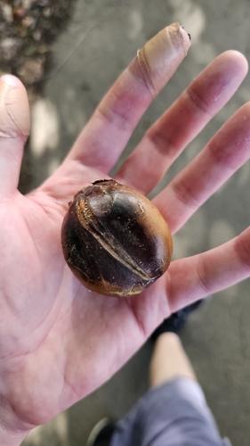Castanospermum australe