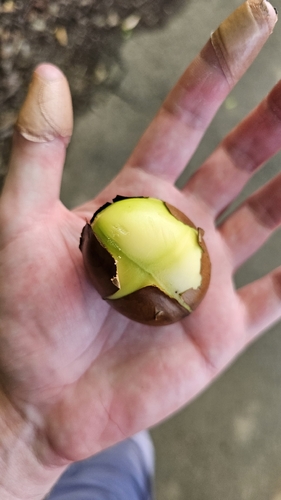 Castanospermum australe