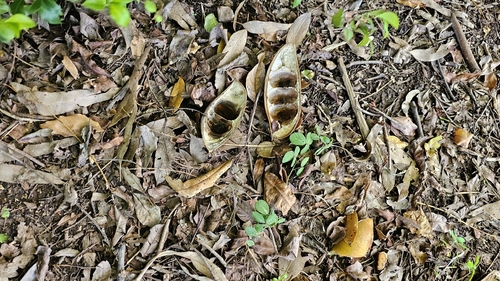 Castanospermum australe