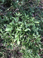 Tabernaemontana pandacaqui