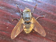 Tachinidae