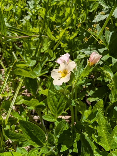 Polemonium carneum, photograph 1