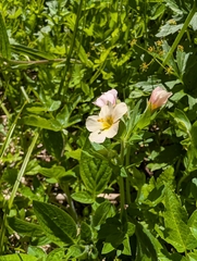 Polemonium carneum, photograph author not stated, no rights reserved