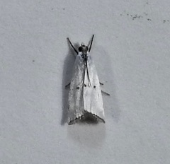 Argyria gonogramma