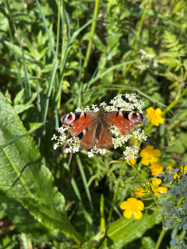 European Peacock Butterfly